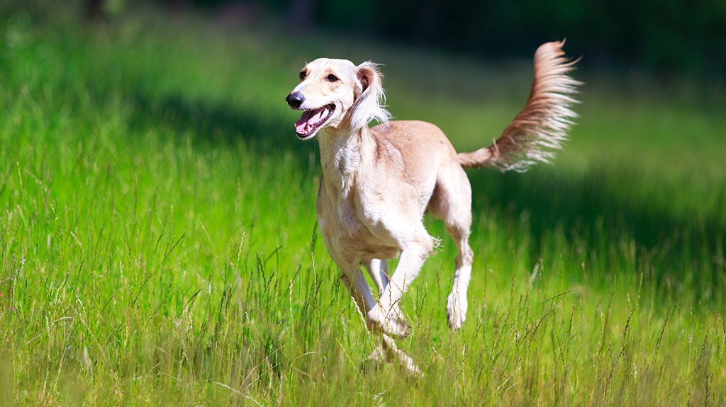 grayhound cane in salute