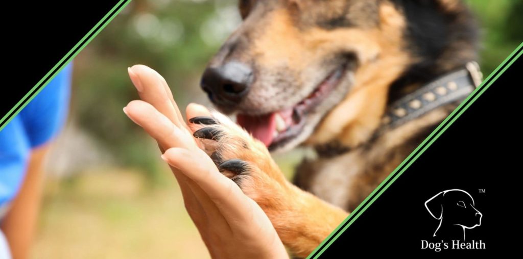 cuscinetti cane screpolati rimedi e cure