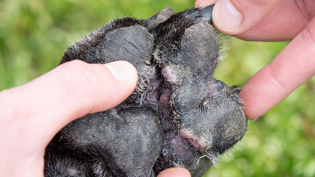 cuscinetto plantare cane dermatite