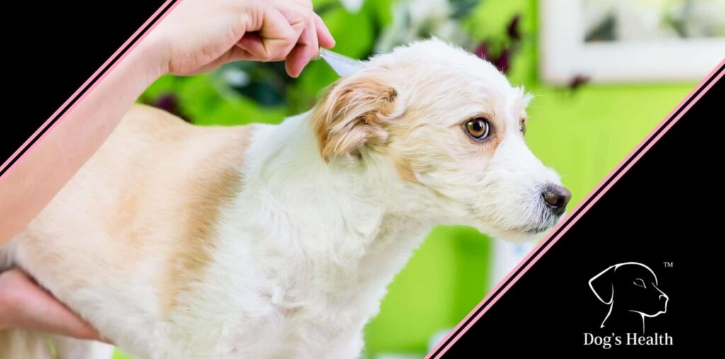 antiparassitario al cane prima e dopo il bagno