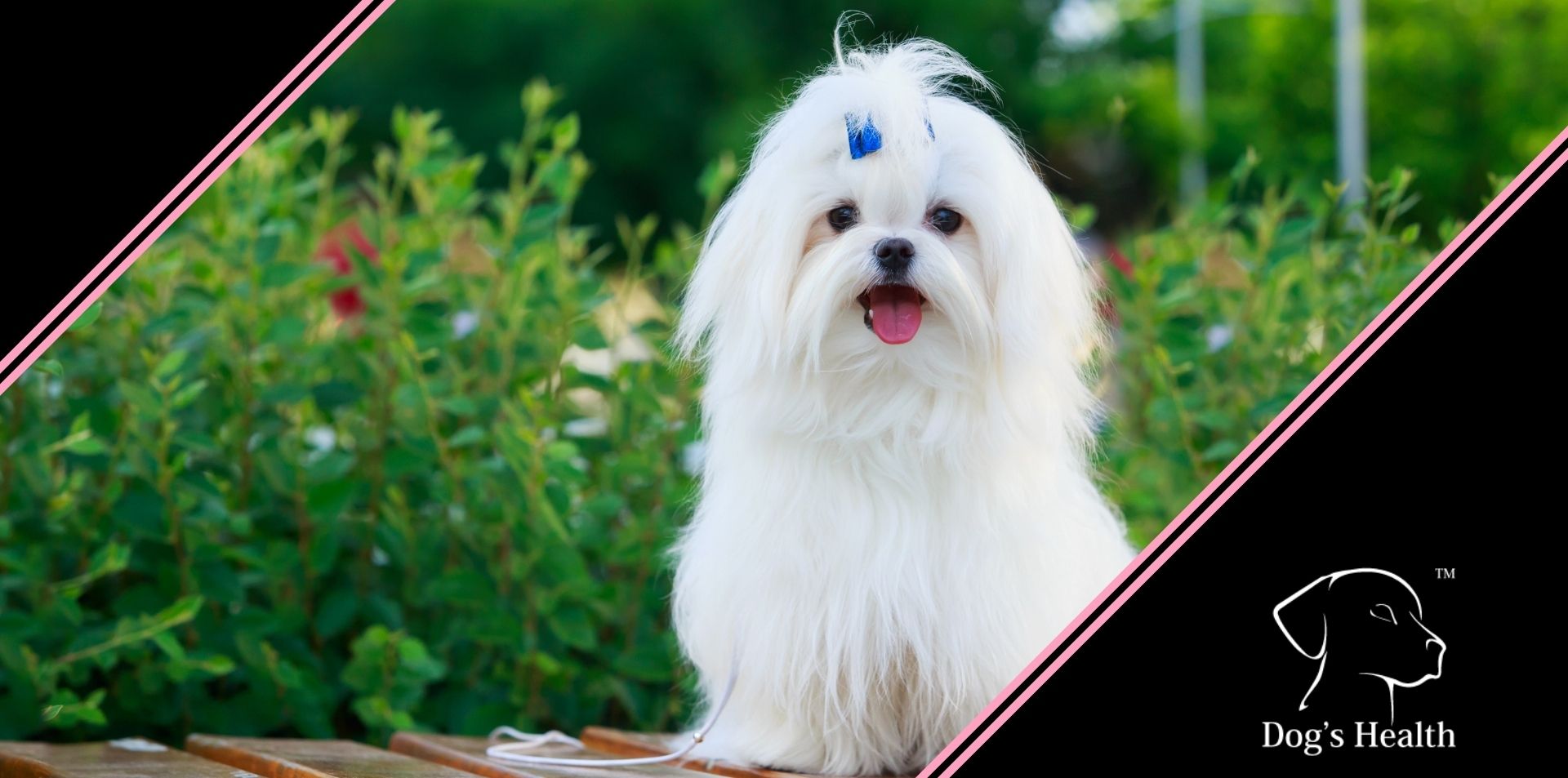 La toelettatura del Maltese: attenzione ai nodi e al taglio del pelo 🐶-  Dog's Health - Igiene e cura del cane